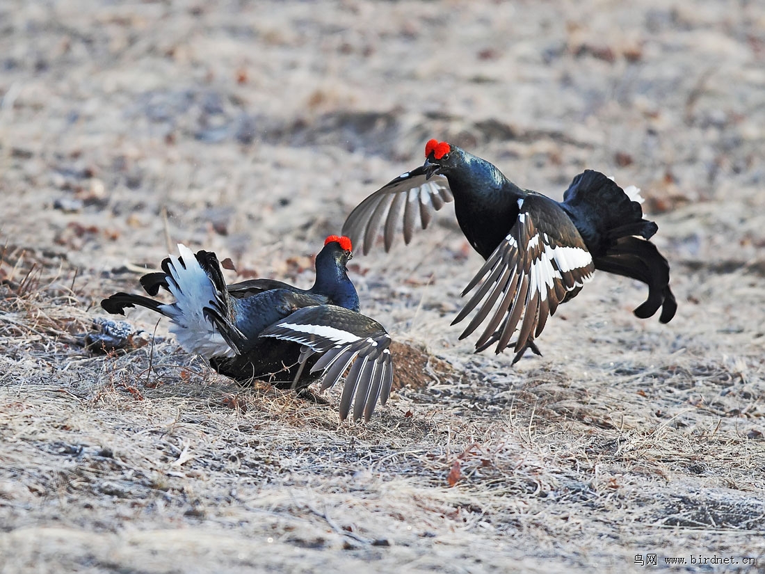 (红腹锦鸡)老高兄参赛作品