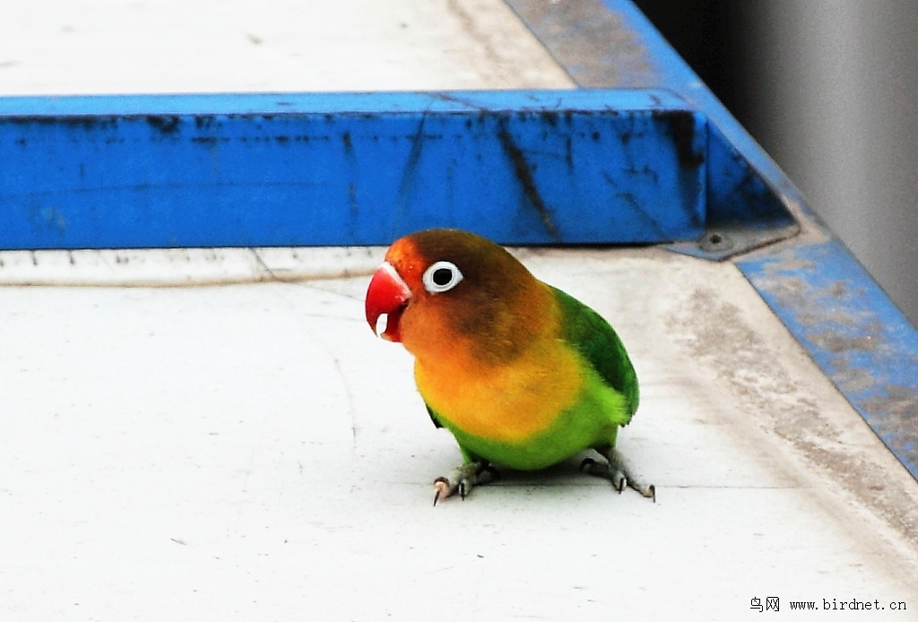 黄领牡丹鹦鹉