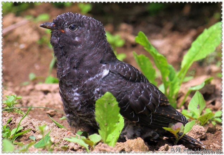 杜鹃幼鸟觅食记