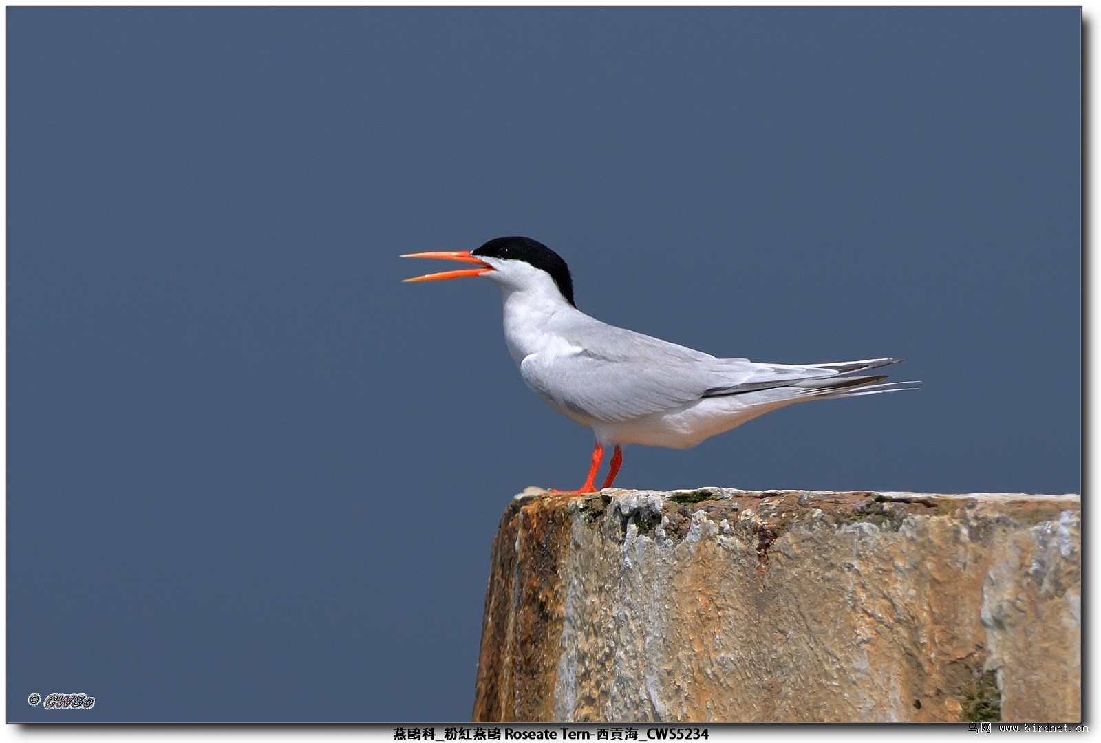 粉红燕鸥 roseate tern