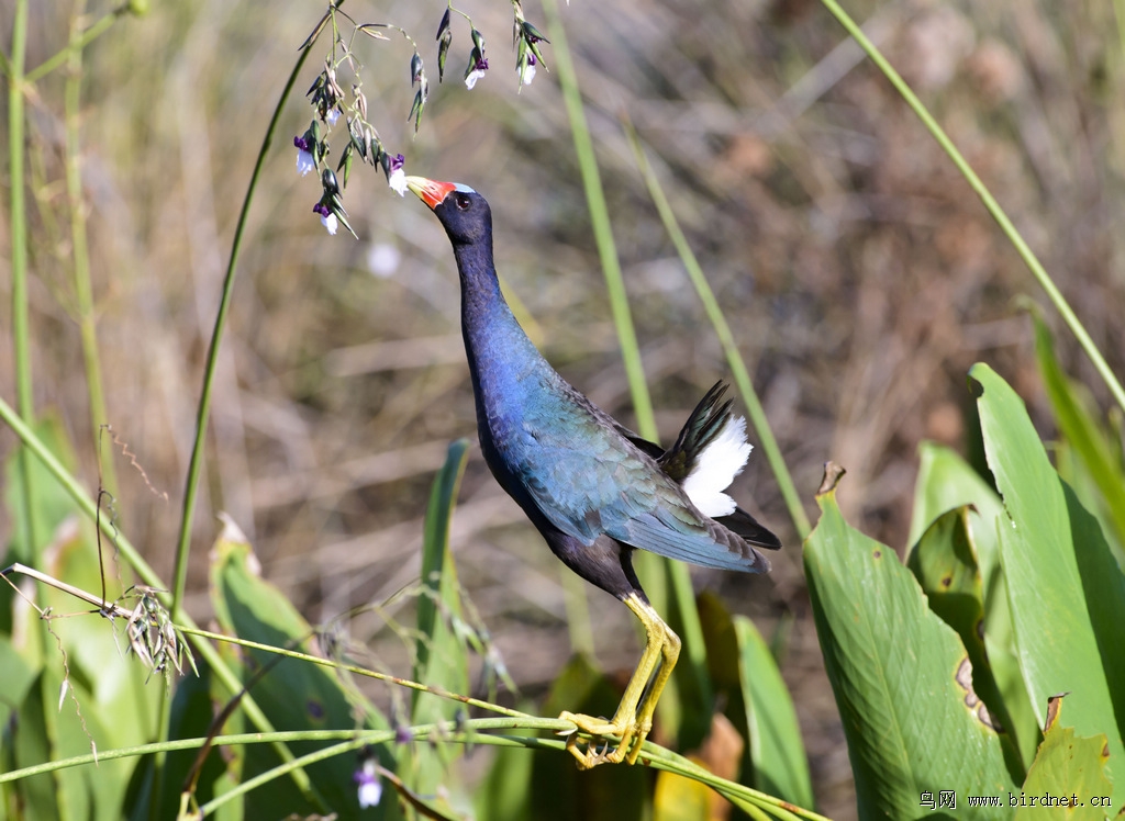 青水鸡佛罗里达拍鸟之行二吃花的紫青水鸡