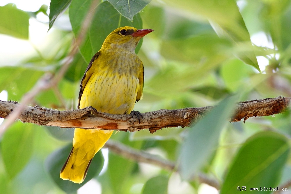 金黄鹂