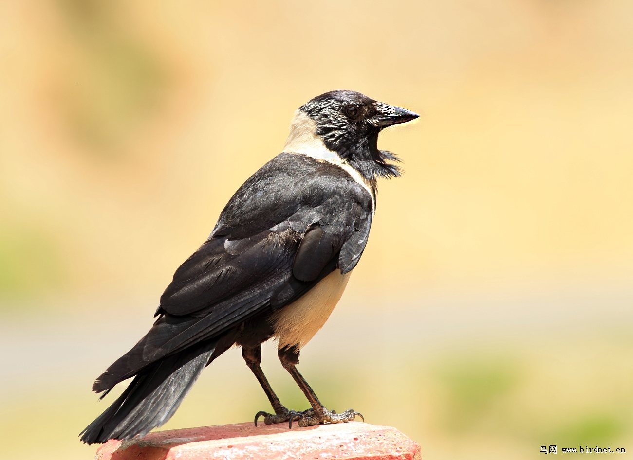 西藏达乌里寒鸦