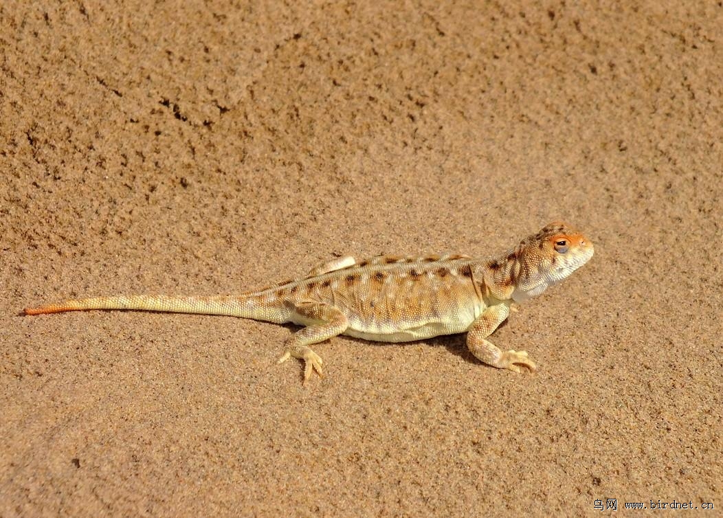 内蒙古沙漠蜥蜴品种图片