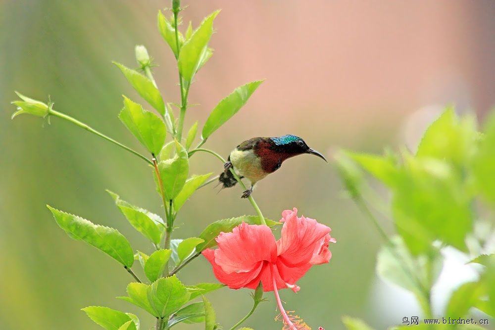 朱槿花上的太阳鸟
