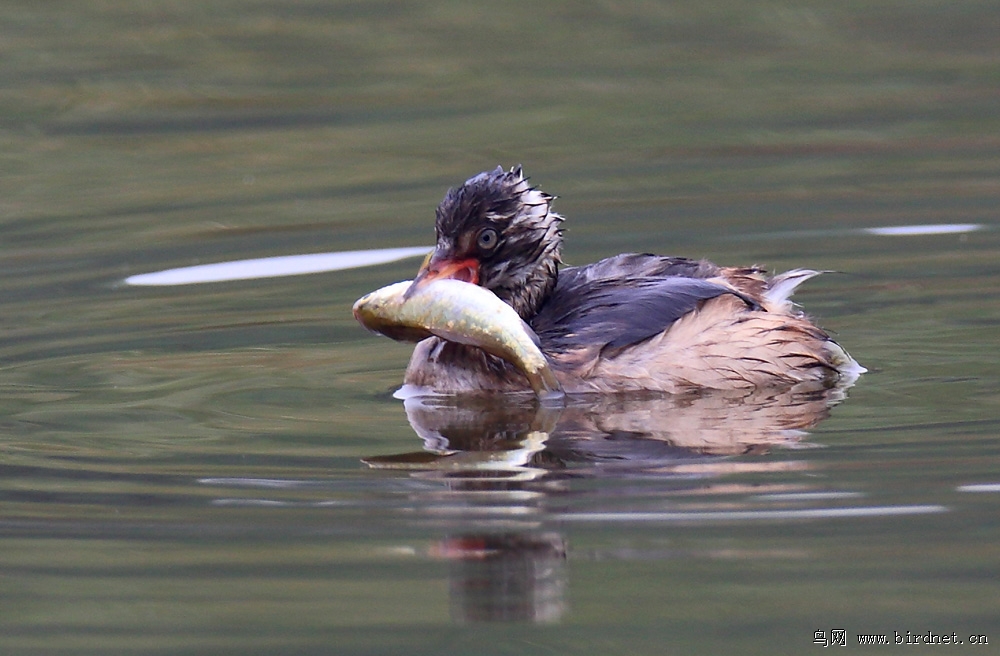 小pt: 尽享饕餮鱼宴