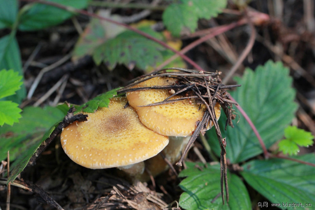 松蘑榛蘑与松伞蘑