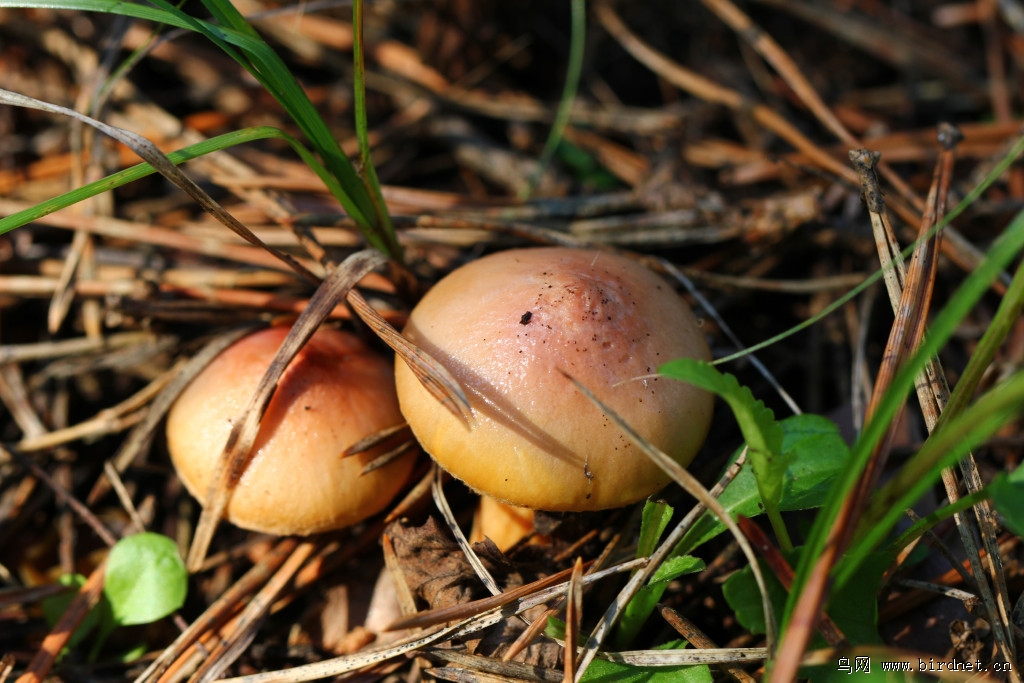 松蘑榛蘑与松伞蘑