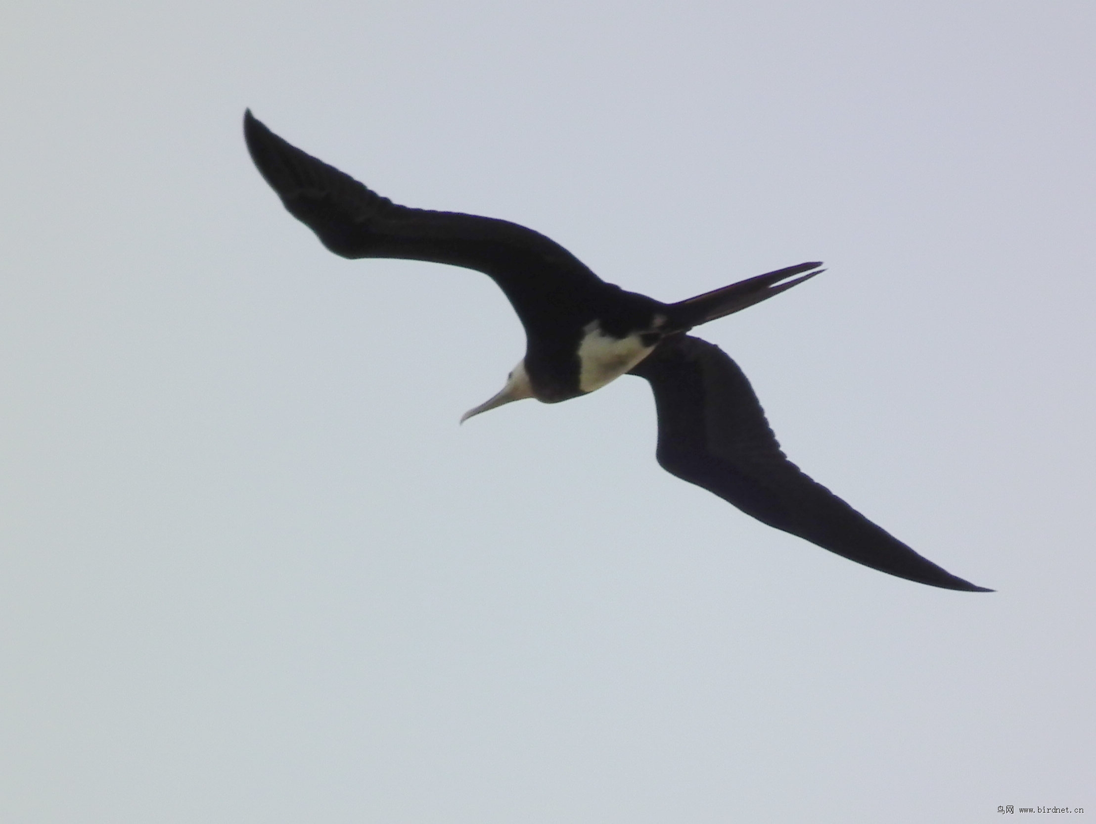 11号上海记录的小军舰鸟