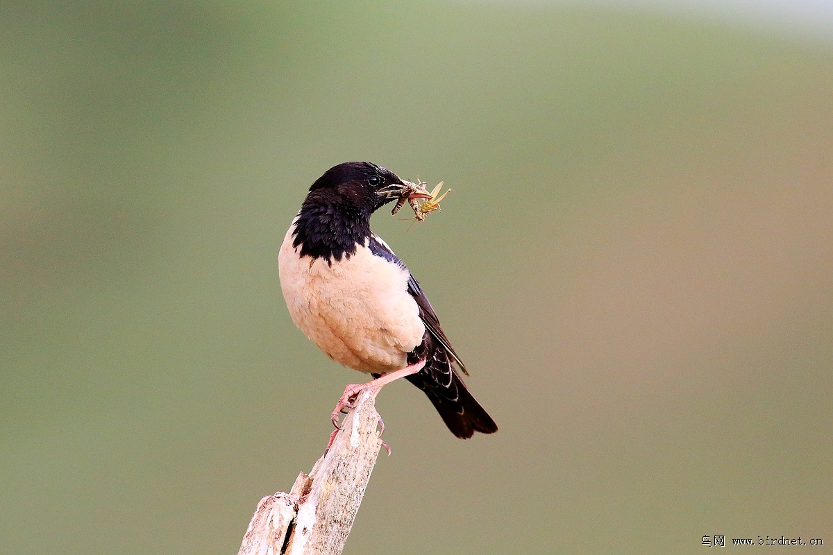 [林鸟] (粉红椋鸟 )生物灭蝗高手--粉红椋鸟