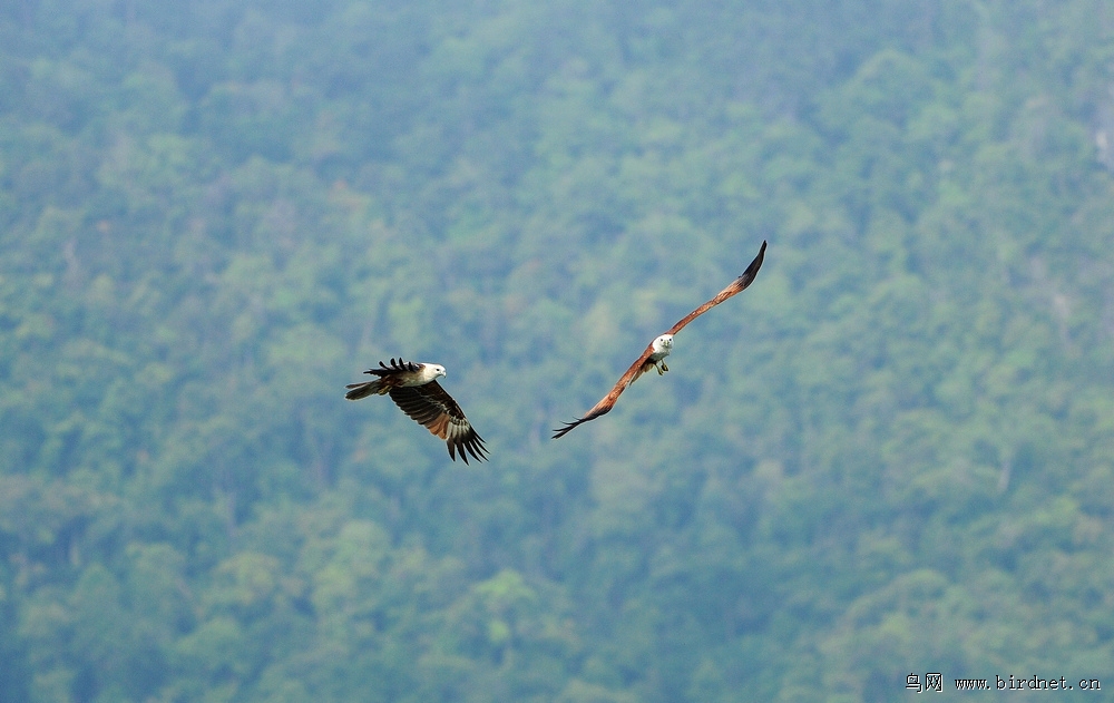 群鹰图最后17幅