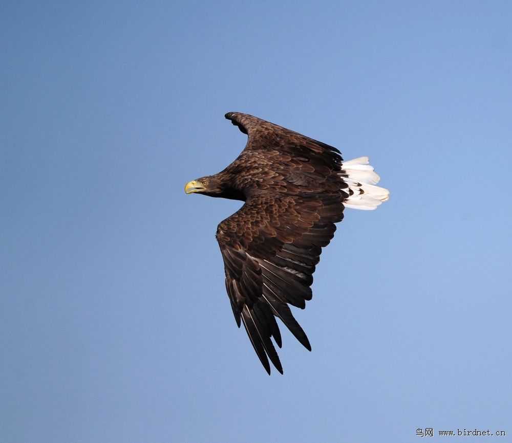 群鹰图最后17幅