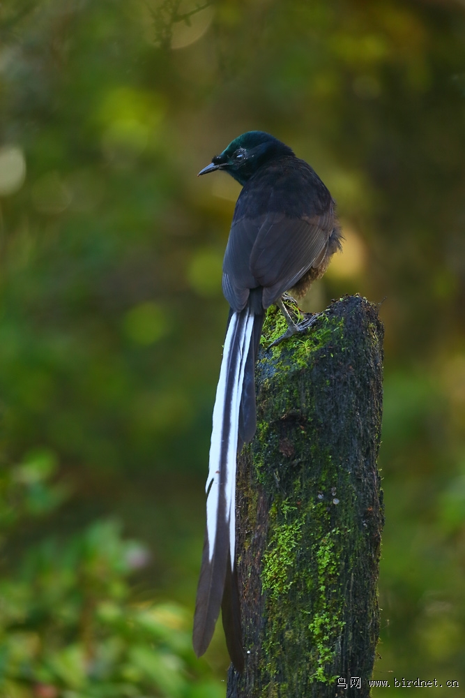 天堂之旅巴布亚新几内亚天堂鸟摄鸟行一楼三楼四楼已更新