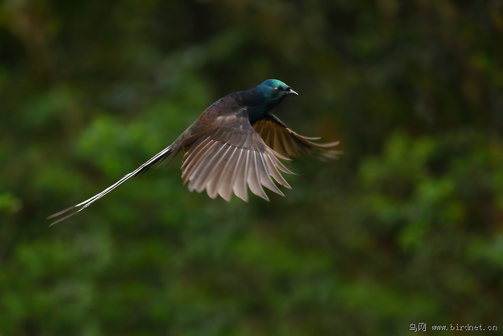 天堂之旅巴布亚新几内亚天堂鸟摄鸟行一楼三楼四楼已更新