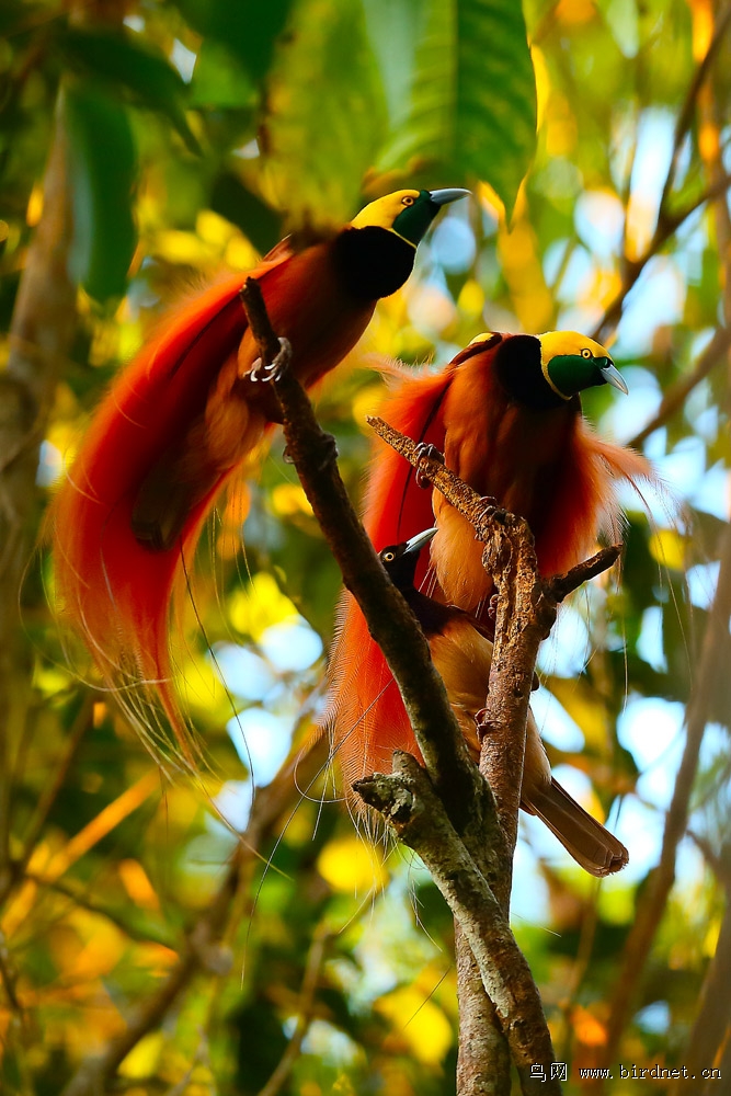 天堂之旅巴布亚新几内亚天堂鸟摄鸟行一楼三楼四楼已更新
