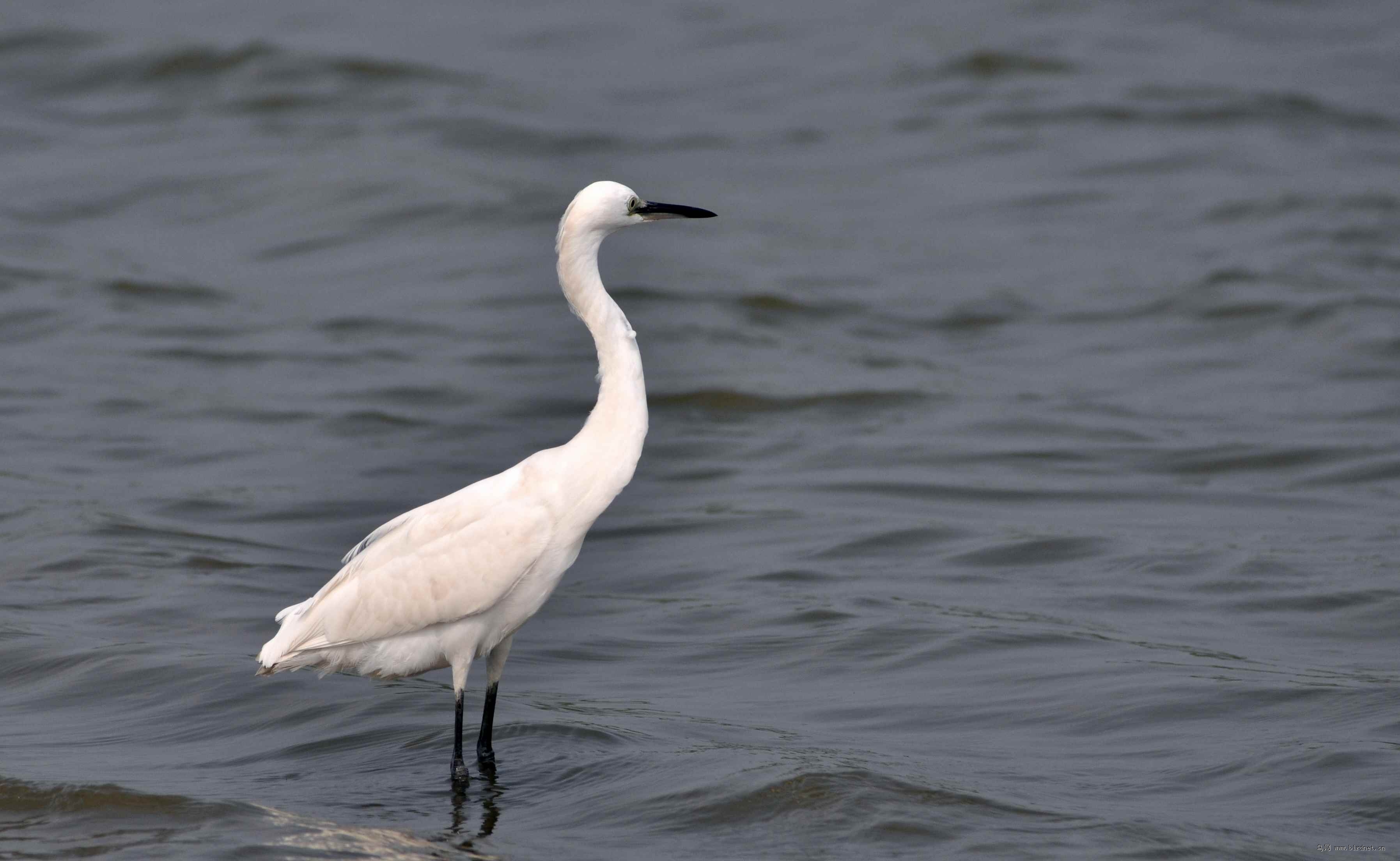 郁闷的时候,白鹭也常独自去看海!