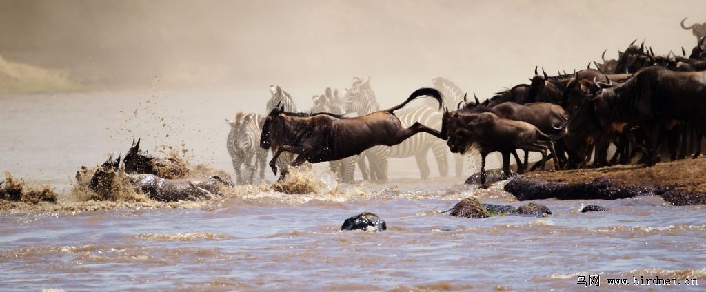 东非角马过河实拍