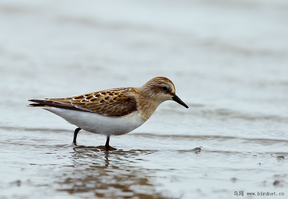 近日拍的一组鸻鹬