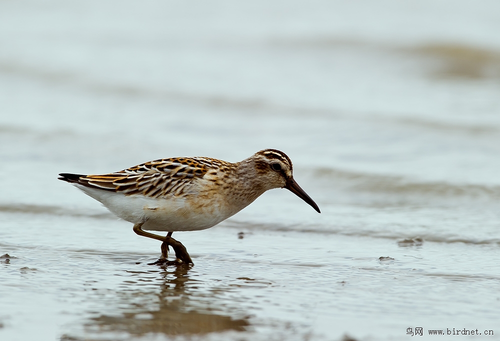 近日拍的一组鸻鹬