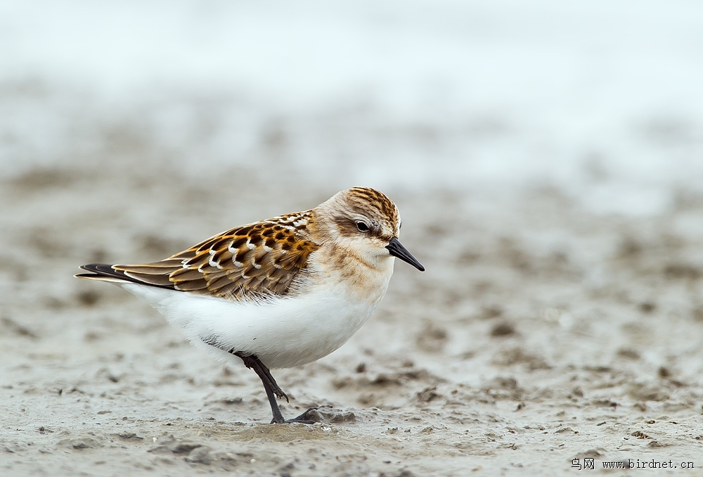近日拍的一组鸻鹬