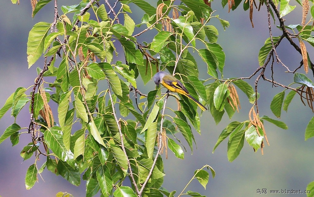 山椒图片 191596100837908.jpg