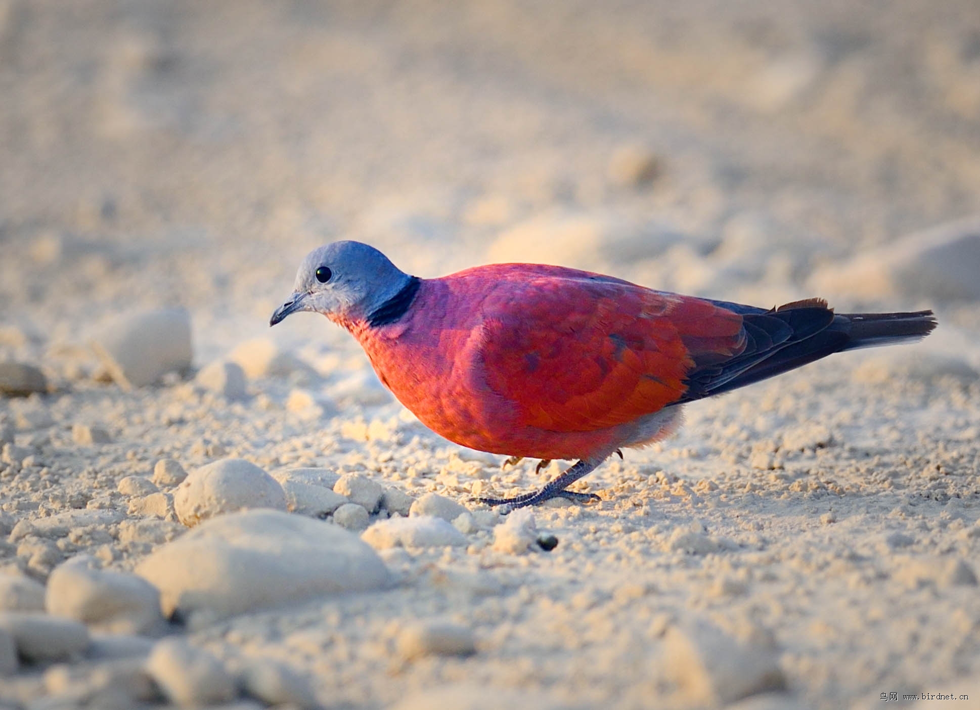 火斑鸠红红的火斑鸠