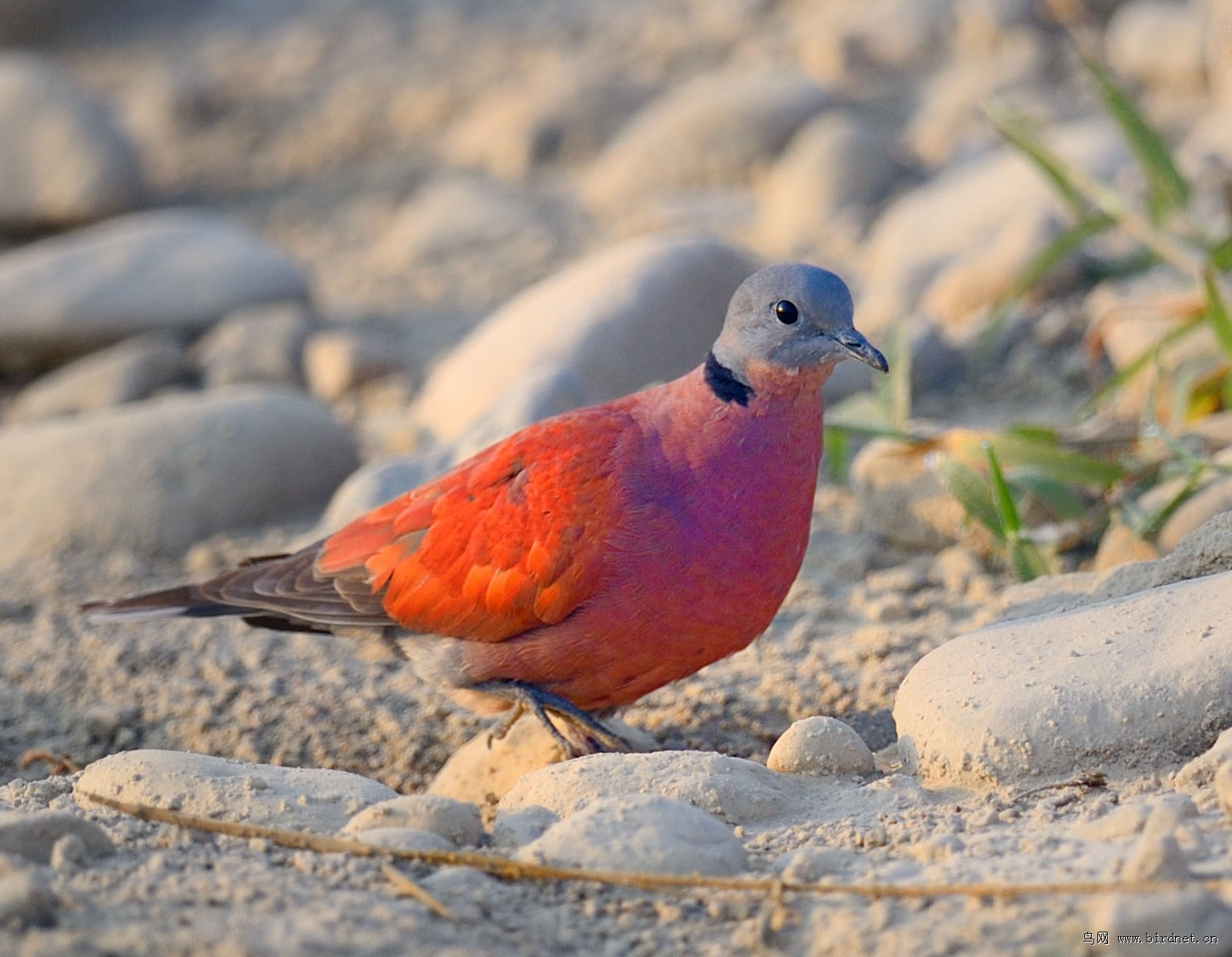 火斑鸠红红的火斑鸠