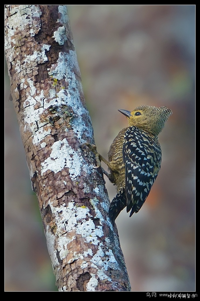 (黄腰斑啄木鸟)首发上海版