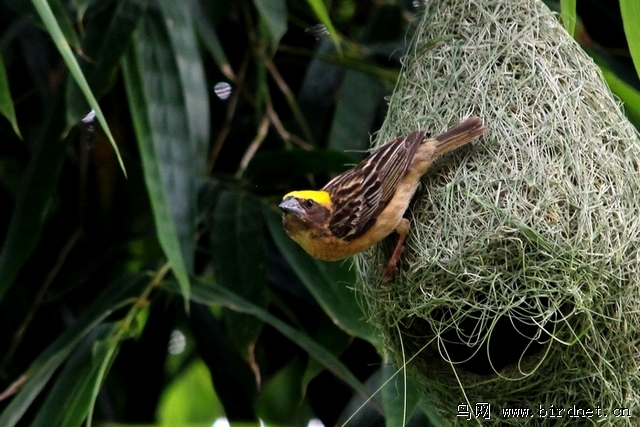 黄胸织布鸟