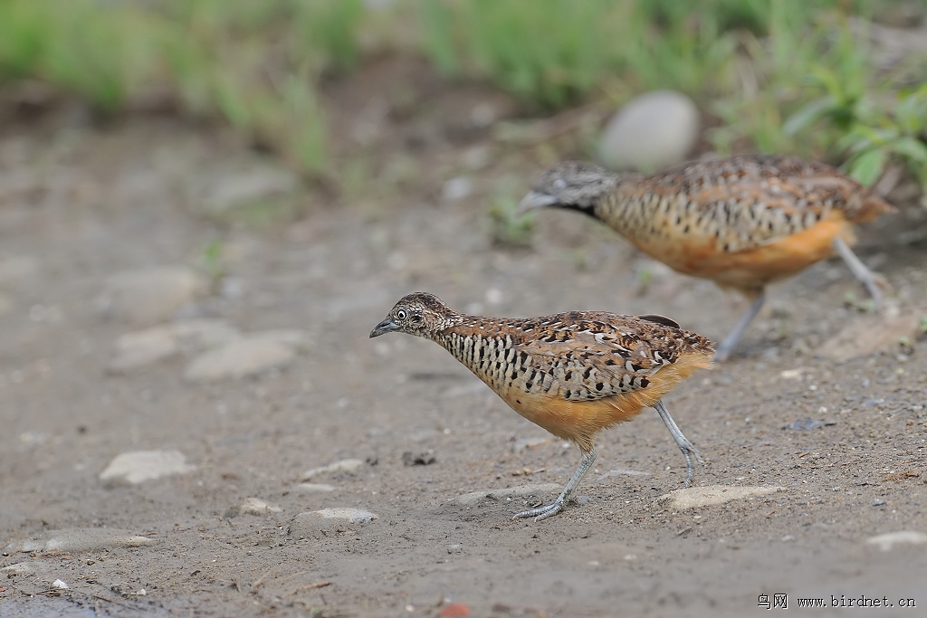 棕三趾鹑棕三趾鹑
