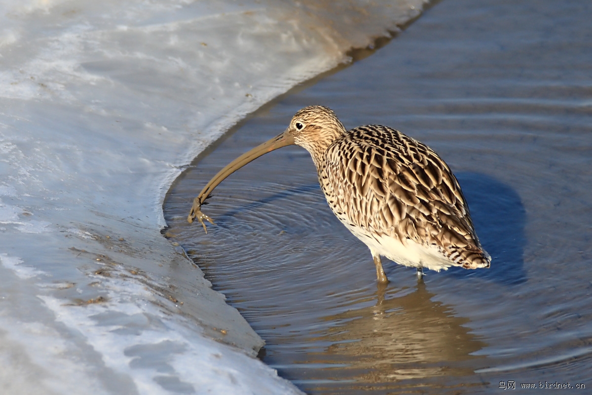 ����С����İ������