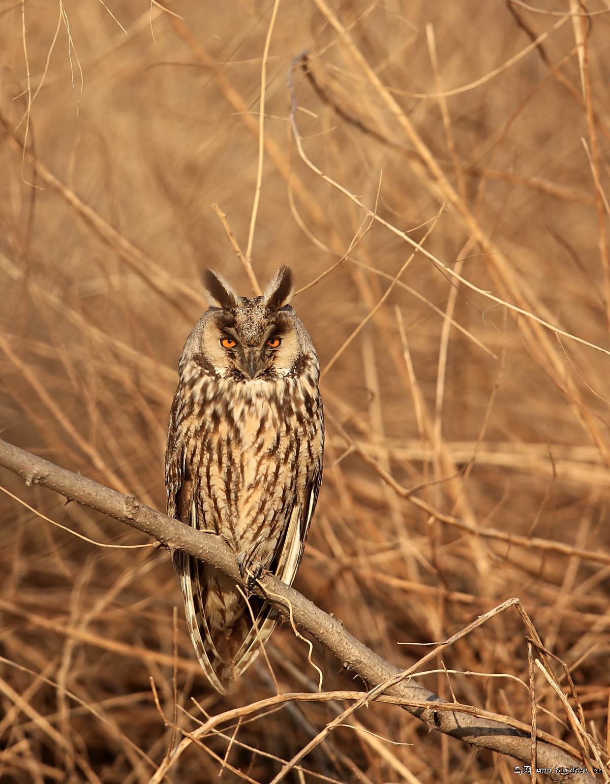 �����^�ǲ�����ʪ�صĶ�����������Ȥ���ǣ�ÿ�궼��һ�������^����������Ժ�ڹ������Ѿ�������ʮ���ꡣ������������������ж�ô���ס�