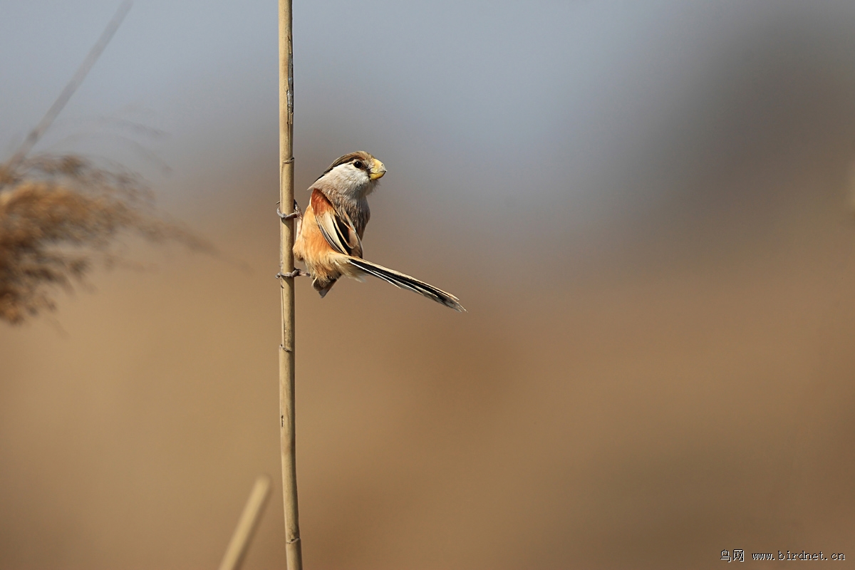 ��ѻȸ��ʪ�صĵ������֣��⼸������Խ��Խ�ࡣ��������ĺܺ��棬���ڳ����ʱ�򣬻����ϸ߸ߵ�έ�ˣ����㶫����������ĩ�ĳ�����ֳ���ں��ģ����죬������ʮֻһȺ����Ƭ��«έ�ո��Ժ�Ҳ�ܺ��ġ�