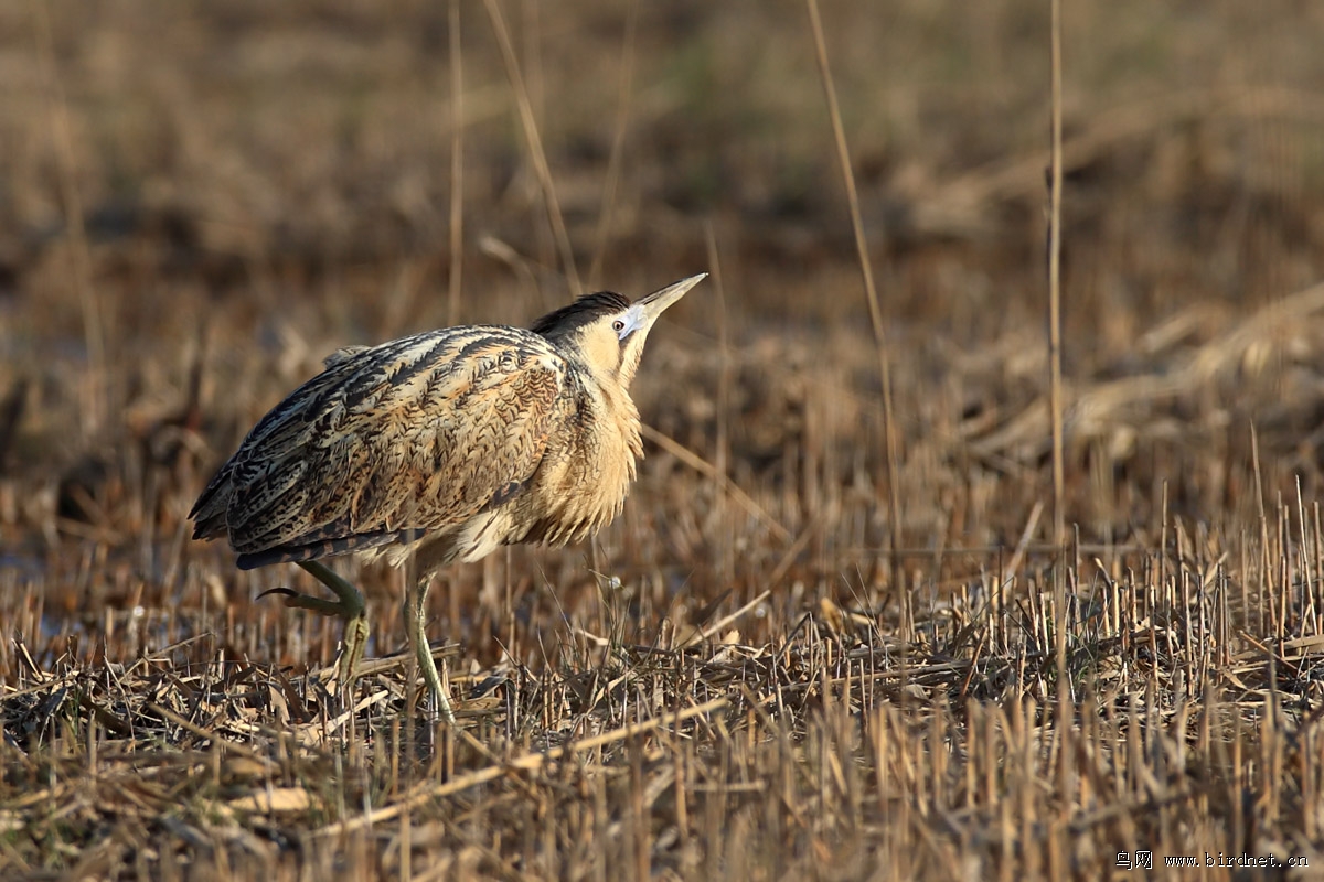 �����Z��ʪ����ᾭ���������տ�ʼ����ʱ������������«έ�һ���񷢳����վ�ƿ�ӵ�������˼������⣬�����Ÿ�����ԭ���Ǵ����Z��ż������������ʱ��«έ�ո��Ժ󣬽��׷��֡�����Ǵƴ����Z��׷��ʱ�ߴ�������