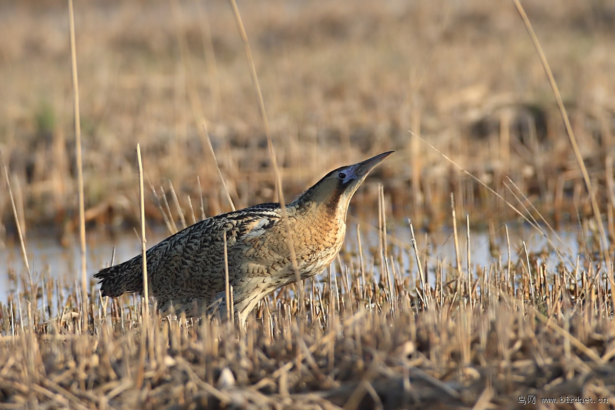 ���ͼ�������ڴ���������600�����Ժ�û�б�������ܣ������ֵ�ʧ������ɥ������