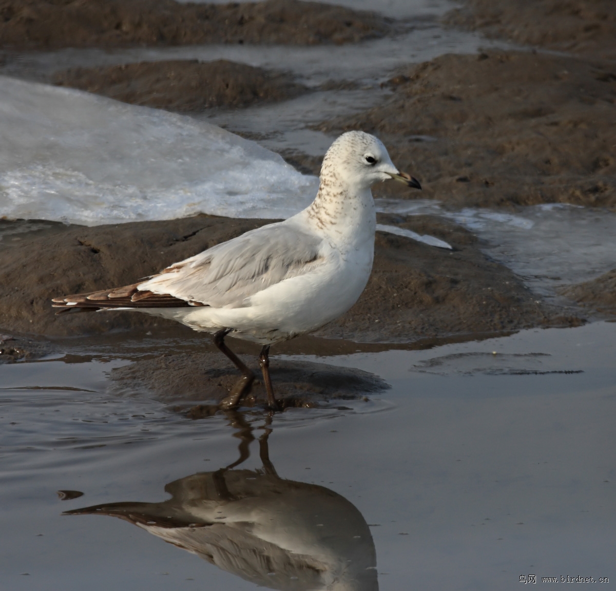 ��Ÿ������һ���������֡�һ�ŵ�������������ҪԽ���أ���ר�ҹ۲⣬ȥ�궬����6000��ֻ��