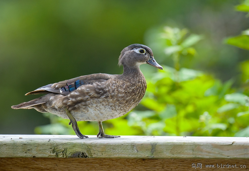 一对加拿大林鸳鸯