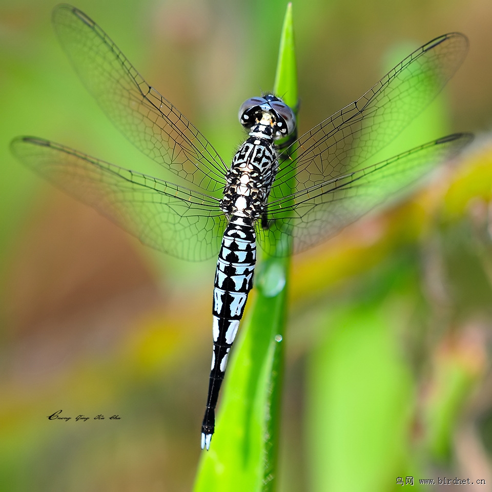 重庆的蜻,蟌,蜓 (添加中)