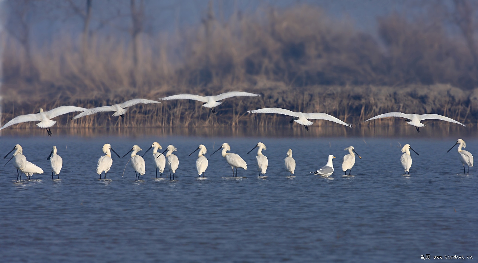 ���ͼƬ�ǽ��괺���ڲ������ʻ�����������ʪ�ػ������ߵĵ���������ģ���ҿ����ǲ����е��δ�ʫ����Ԫ����д�ġ��ݳ�ƽ�����طɡ��ľ�����