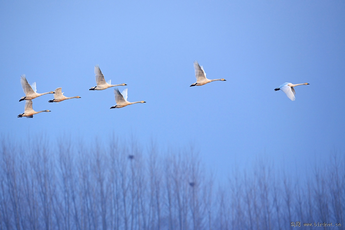 ���ͼƬ�����سǶ�3��صĵ���������ģ�ʵ���ϣ�����ˮ����ʪ����ֲ��ܹ㣬�ƺ���ˮ����ĵ�������п��������ǵ���Ӱ