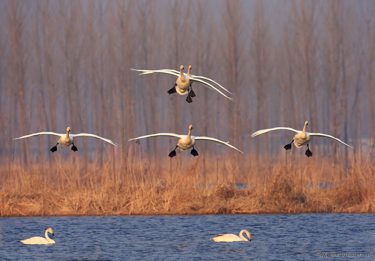 ���ͼƬҲ�����ǵĻ�ԱOK100���سǶ������