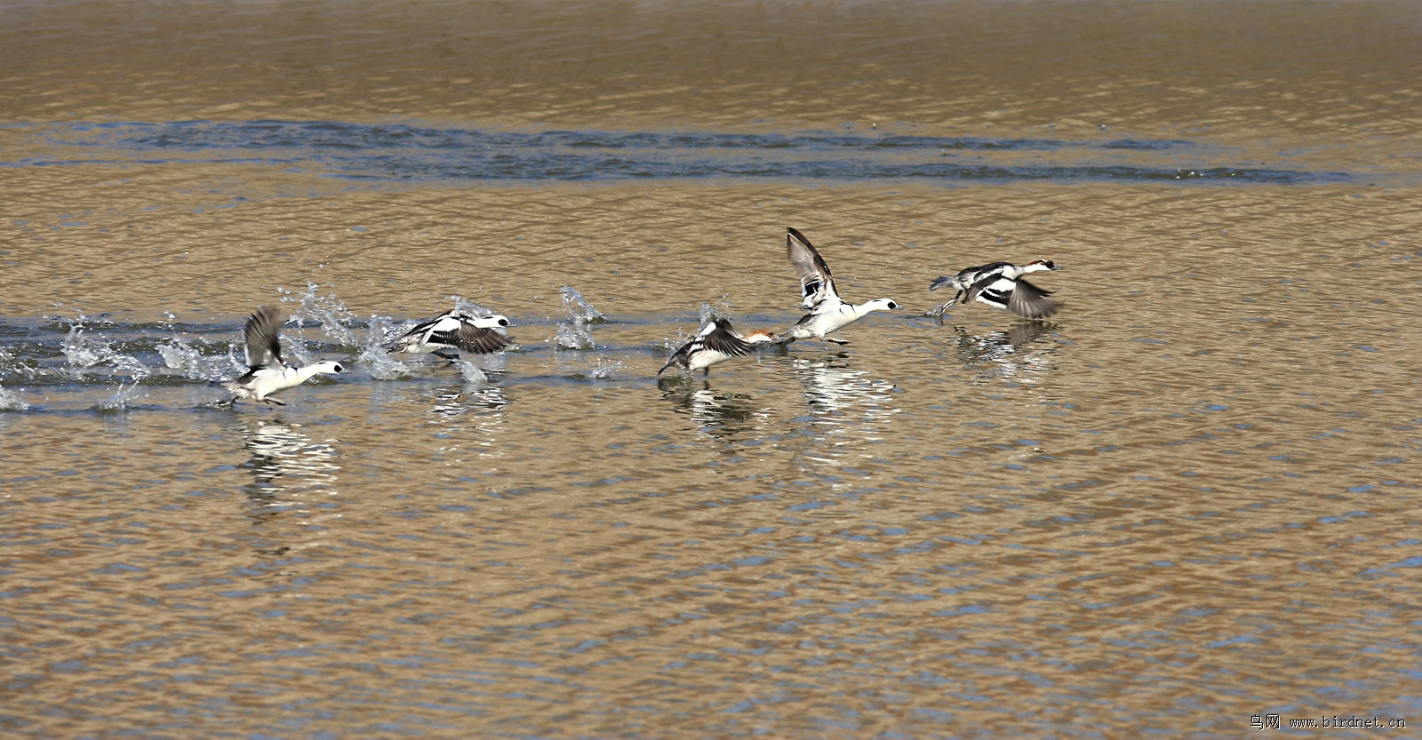 �����ڲ������ʻ������������˫����