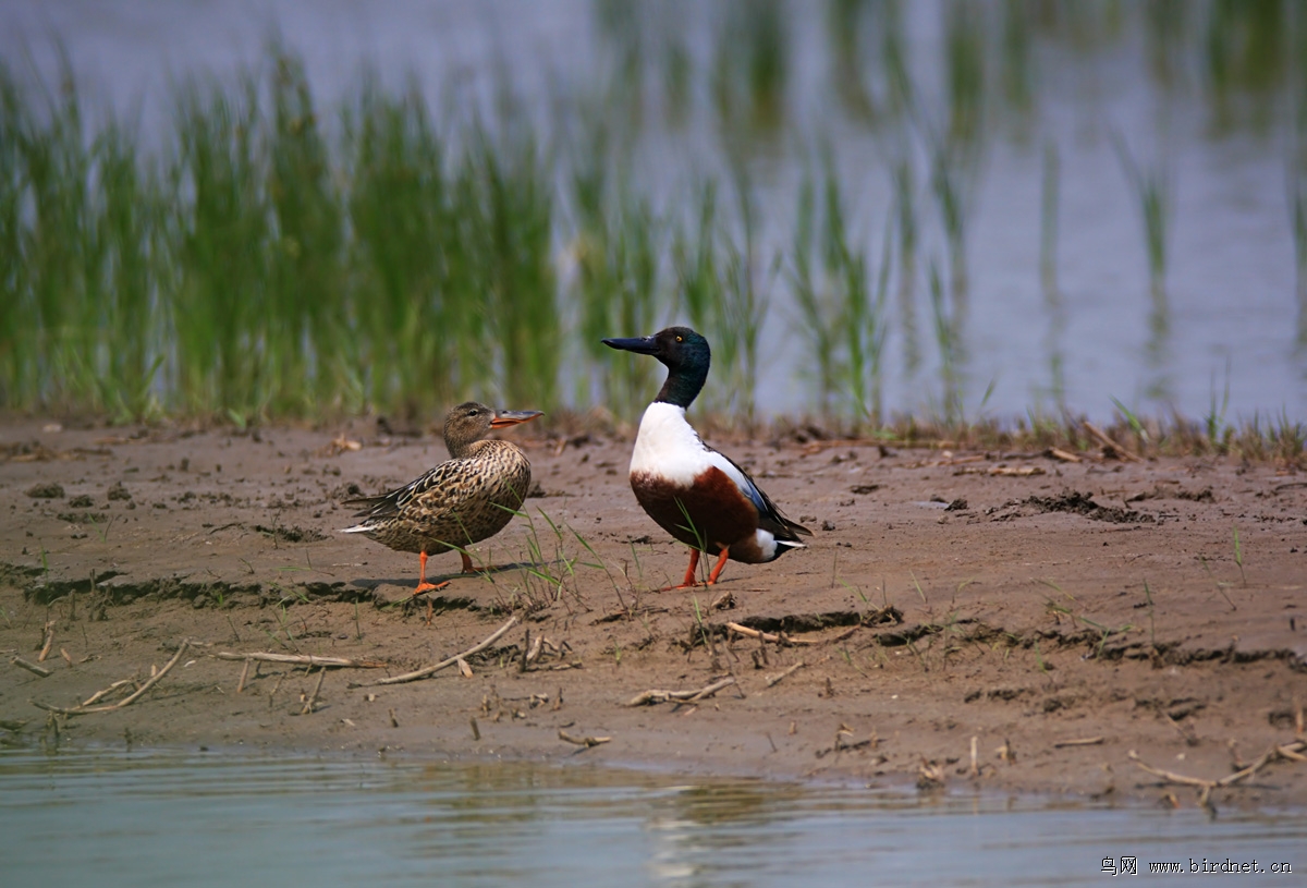 ���죬Ҳ��һЩ�������ʪ�ط�ֳ��������Ҳ�����ﶨ�ӡ����磬����Ÿ����ͷѼ���������٣����귢����ֻ��������Ѽ�ȵ�