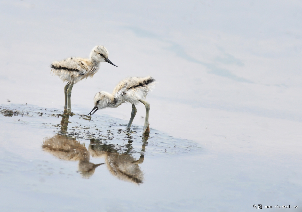 �������ڲ�����ʪ���з�ֳ�������ر�Ķ�