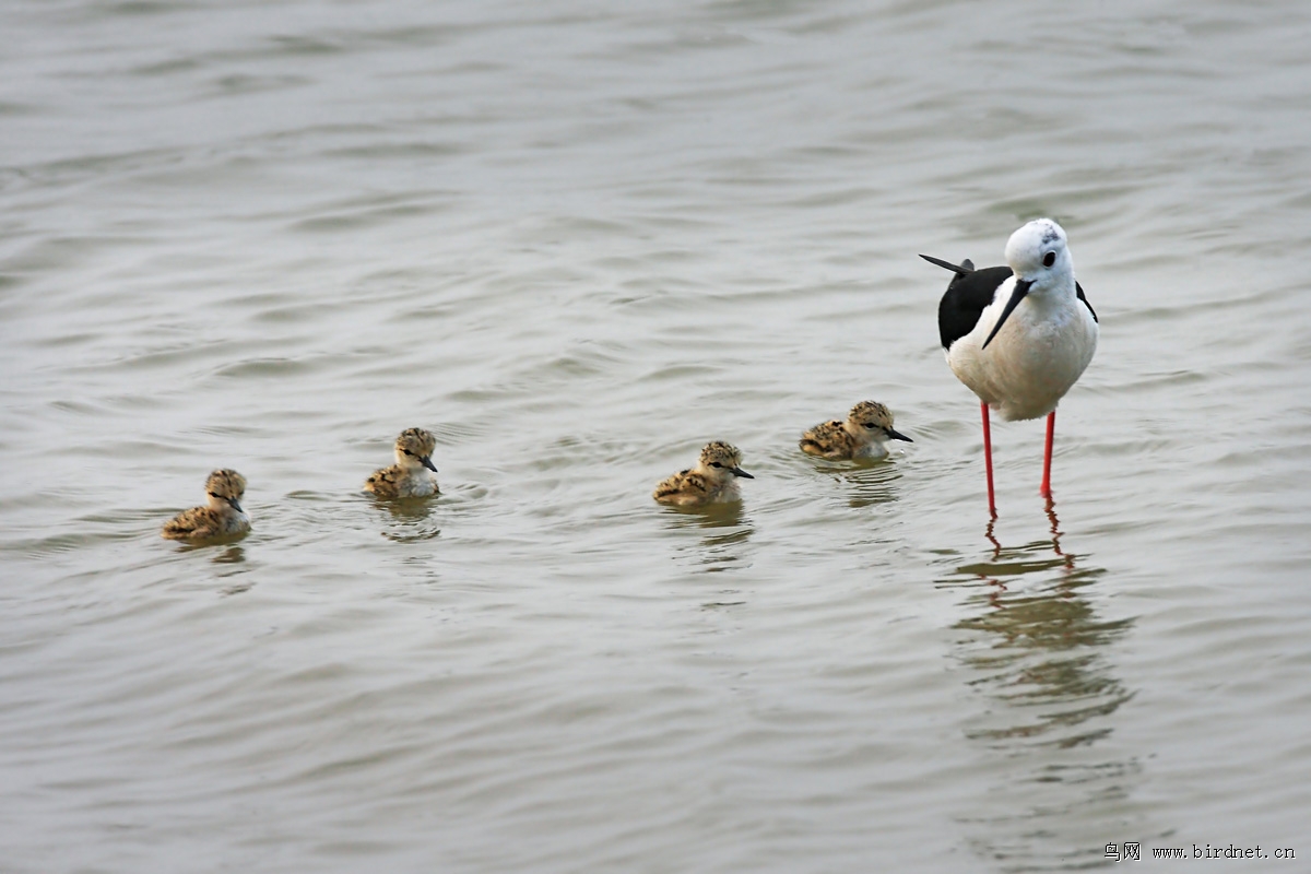 �ڳ᳤�����ǲ�����ʪ�صĳ������֣������븡ŸҲ���൱��������ȥ���꣬����һ����һ���ط������500Ķ���������ĵط�һƽ�׶���2-4���븡Ÿ����