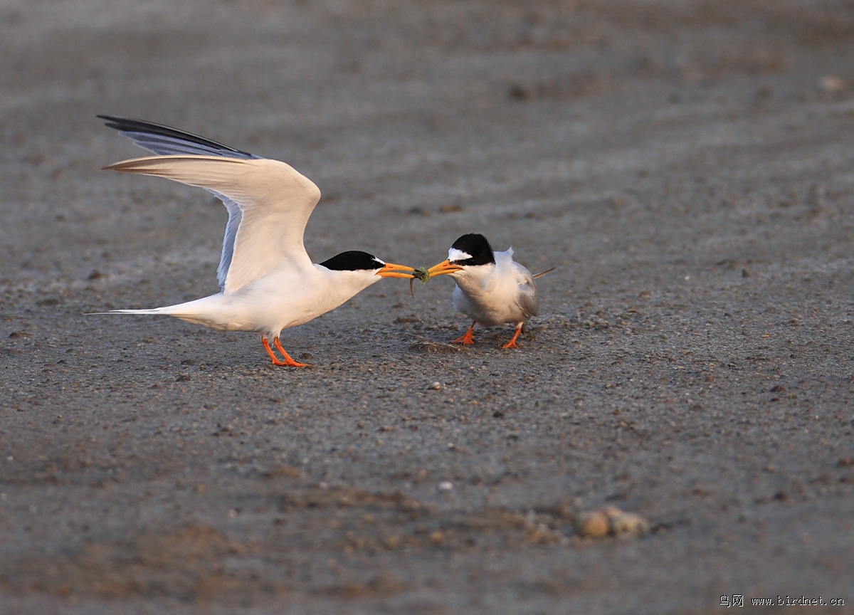 ÿ�궼�а׶���Ÿ��±�صİ��߽������������Ӹ���������𣬴�����ڰ��ߵ�������ιʳ������������Ҳ�Ǵ����������������ץ�㡣����ʲô��������ʲô���ĸ�