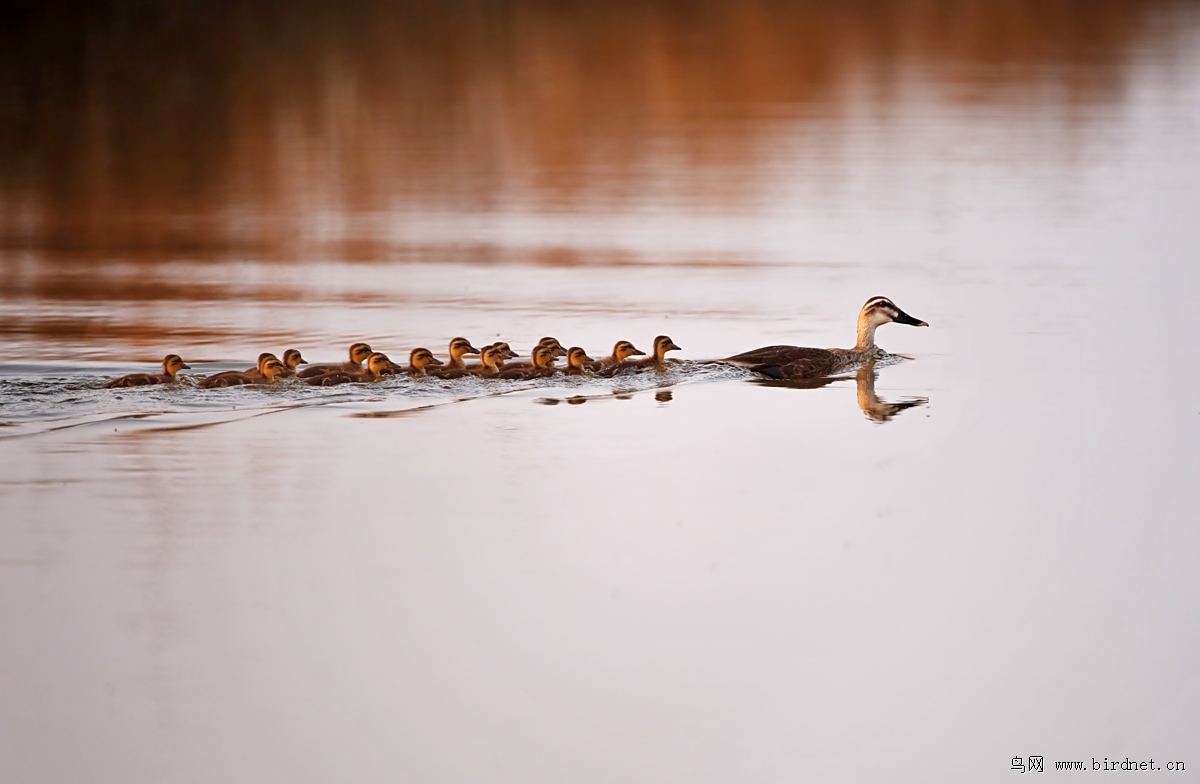 ����ѼҲ�ڲ�����ʪ�ط�ֳ���벳�����ʻ������Ķ���3���ﴦ����һ������������������Ѱ���Ѽ�ļ�ͥ����������15�����ӣ����ٵ�ֻ����ֻ��