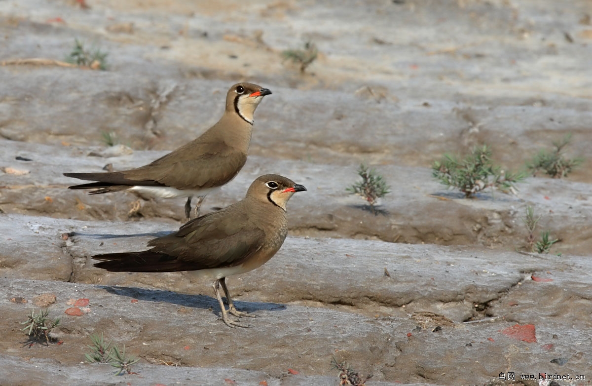 ��ͨ���aҲ��ʪ�ط�ֳ�����֣��������ʻ����������Ŷ�200����·�ϱ߾��м�ʮֻ��ͨ���a��ֳ������10��ֻ��ͷ�󼦡�