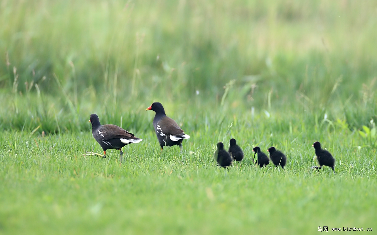 ��ˮ����ʪ�ط�ֳ�ܳ����������������������ֵ�������εĸ�ĸ�ˣ��������ǿ��������������ھ�Ȼ���º����ǲ��ܣ��Լ�����