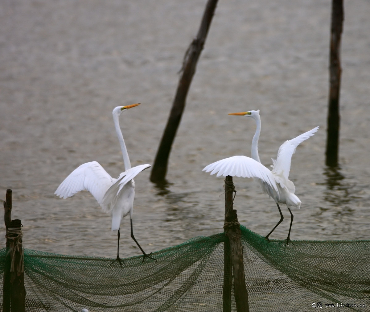 �����ȥ���أ�����������⣬���������ڲ�����ʪ�ؾ��з�ֳ�������غͲ�����«έ���У��������ڸ߸ߵ����������ѡ��������죬��ֳ�����������Ǿ��ںӱ���ʳ